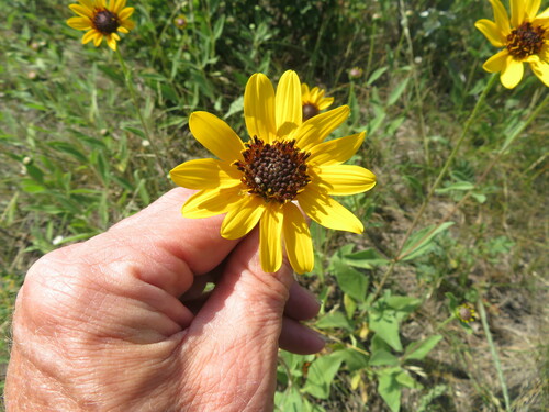 Image of Helianthus pauciflorus by no rights reserved