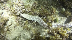 Myrichthys breviceps