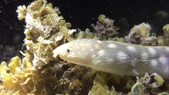 Myrichthys breviceps