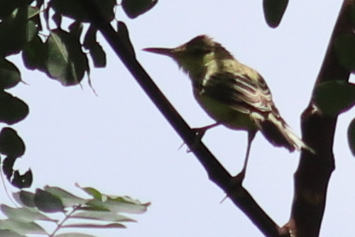 Southern Marquesan Reed Warbler (Acrocephalus mendanae), photo 2