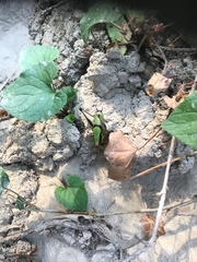 Eupholidoptera chabrieri