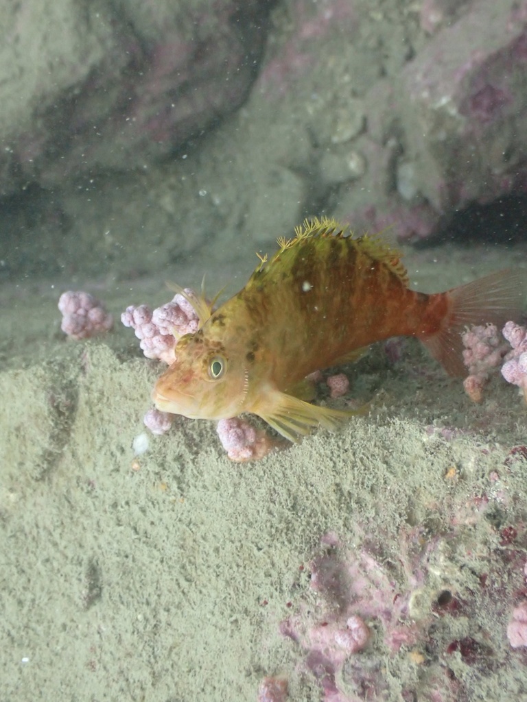 Golden hawkfish (Cirrhitichthys aureus) — Cirrhitidae