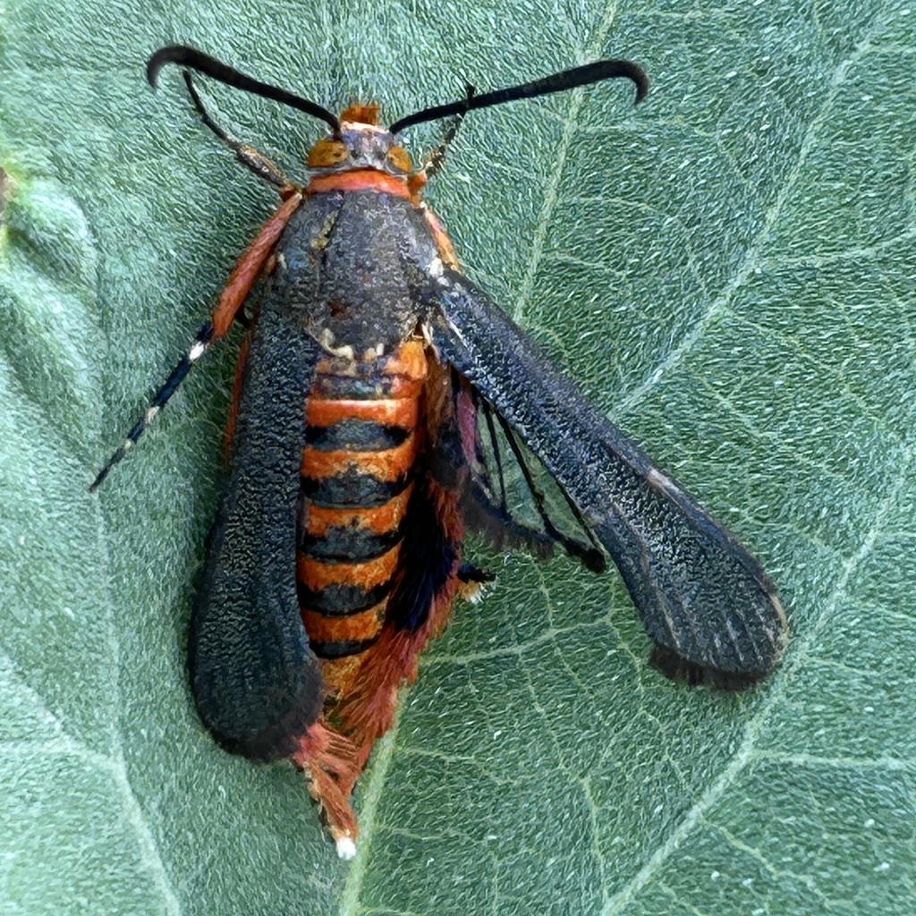 Surprising Large Moth Texas Gallery