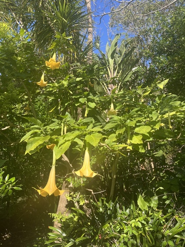 Image of Brugmansia aurea by no rights reserved