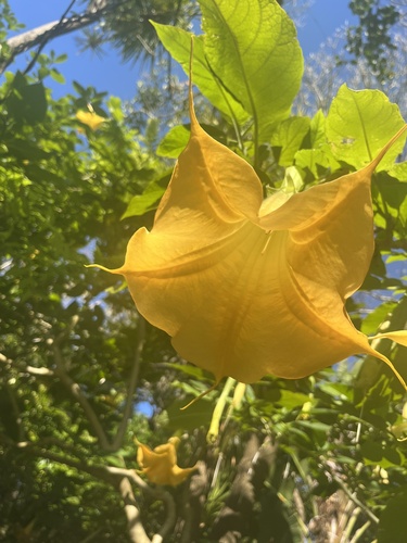 Image of Brugmansia aurea by no rights reserved