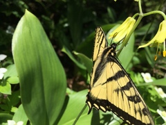 Papilio canadensis
