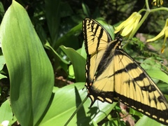 Papilio canadensis