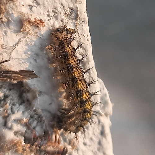 Indian Tortoiseshell (Aglais caschmirensis) · iNaturalist