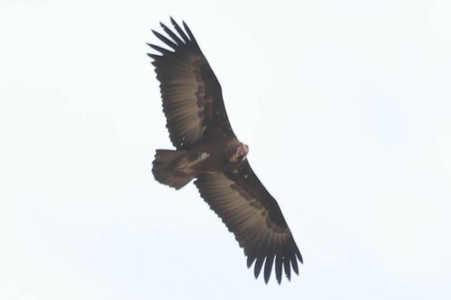 Hooded Vulture