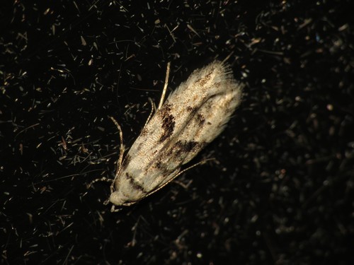 Black-dotted Groundling