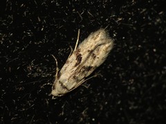 Stenolechia gemmella