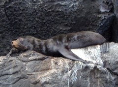 Arctocephalus galapagoensis