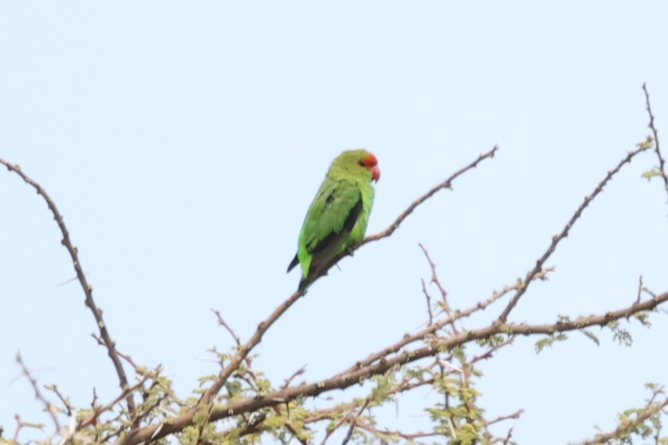 Black-winged Lovebird (Agapornis taranta), photo 6