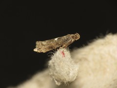 Acrolepiopsis assectella