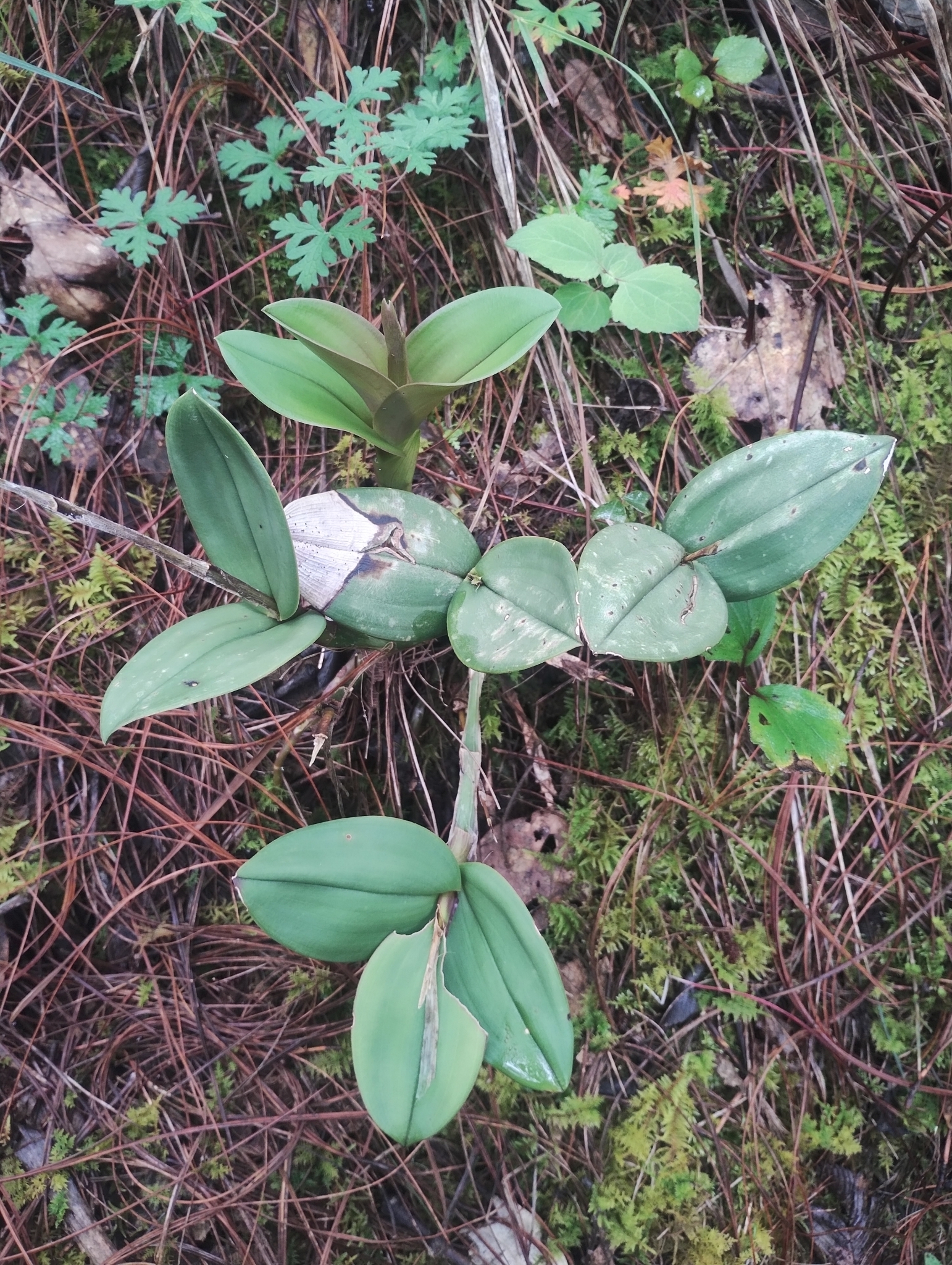 Epidendrum tortipetalum Schltr.