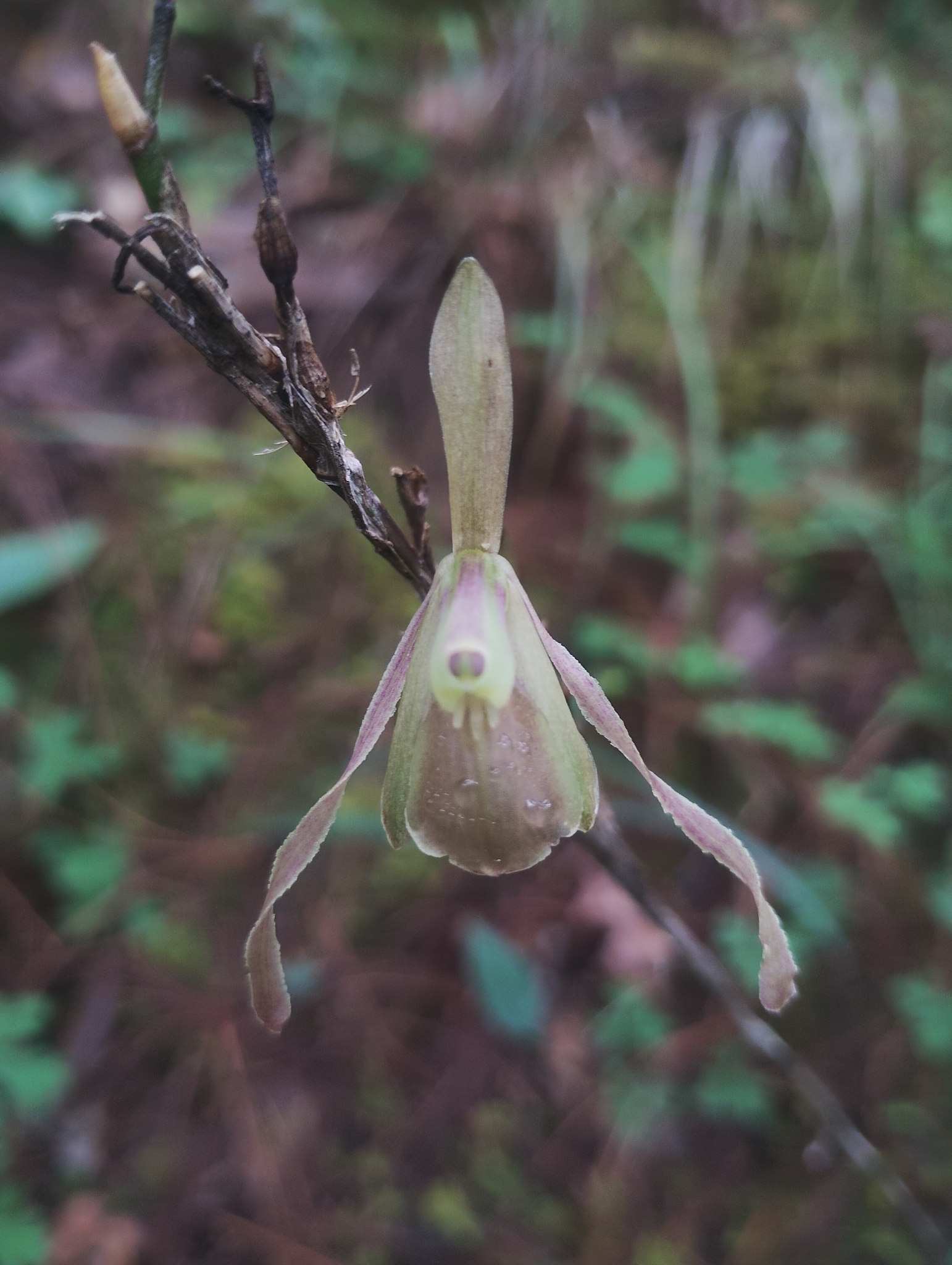 Epidendrum tortipetalum Schltr. 2