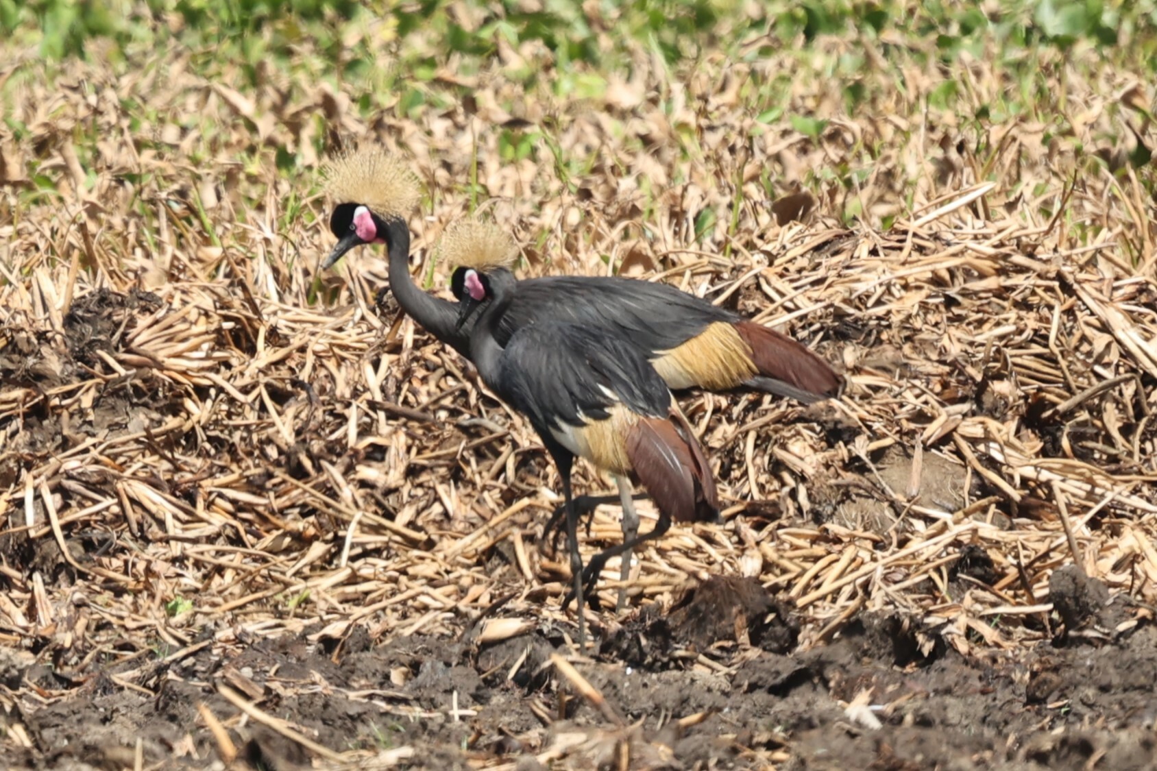 Black Crowned Crane