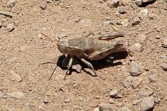 Oedaleonotus phryneicus