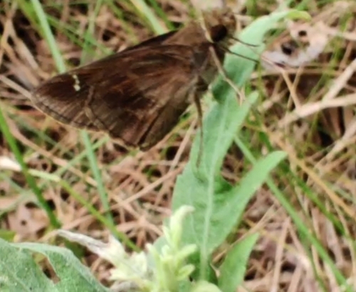 Clouded Skipper, Lakes Of Jersey Village, Jersey Village, TX, USA, photo 7 of 10