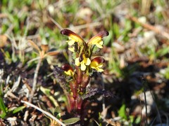 Pedicularis flammea