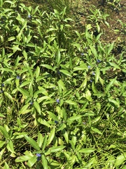 Hydrolea quadrivalvis