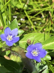 Hydrolea quadrivalvis