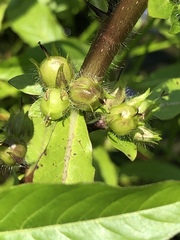 Hydrolea quadrivalvis