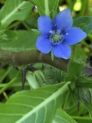 Hydrolea quadrivalvis