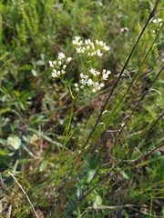 Eremogone longifolia