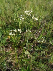 Eremogone longifolia