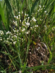 Eremogone longifolia