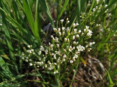 Eremogone longifolia