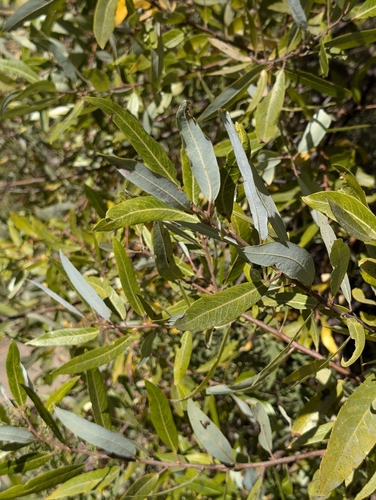 Image of Salix laevigata by (c) Aiver, some rights reserved (CC BY)