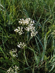 Eremogone longifolia