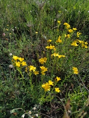 Linum flavum