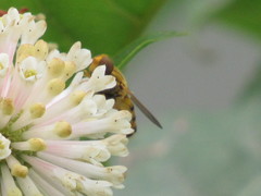 Parhelophilus laetus