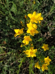 Linum flavum