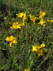 Linum flavum