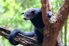 Binturong photo 4
