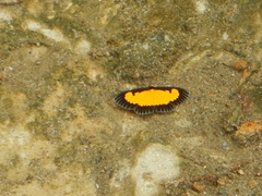 Xanthyris flaveolata