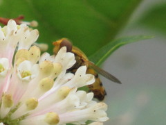 Parhelophilus laetus