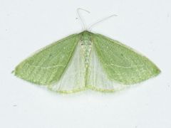 Synchlora faseolaria