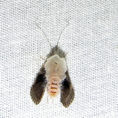 Entomophthoraceae