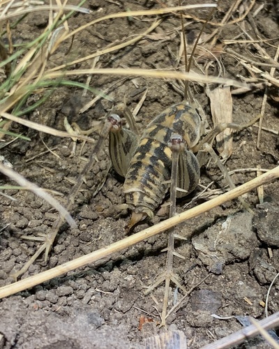 Ceuthophilus variegatus