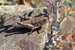 Oedaleonotus phryneicus