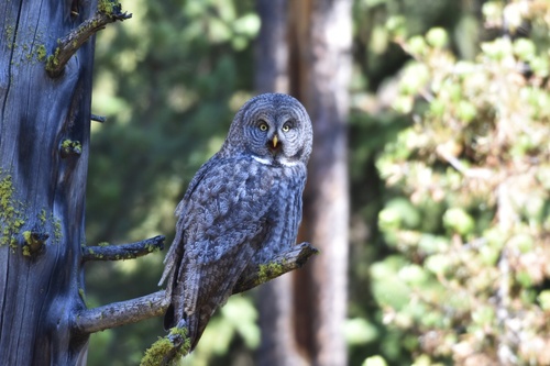 Great Gray Owl photographed in Wyoming