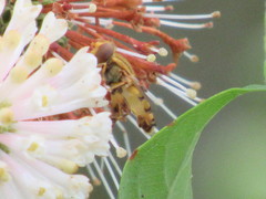 Parhelophilus laetus