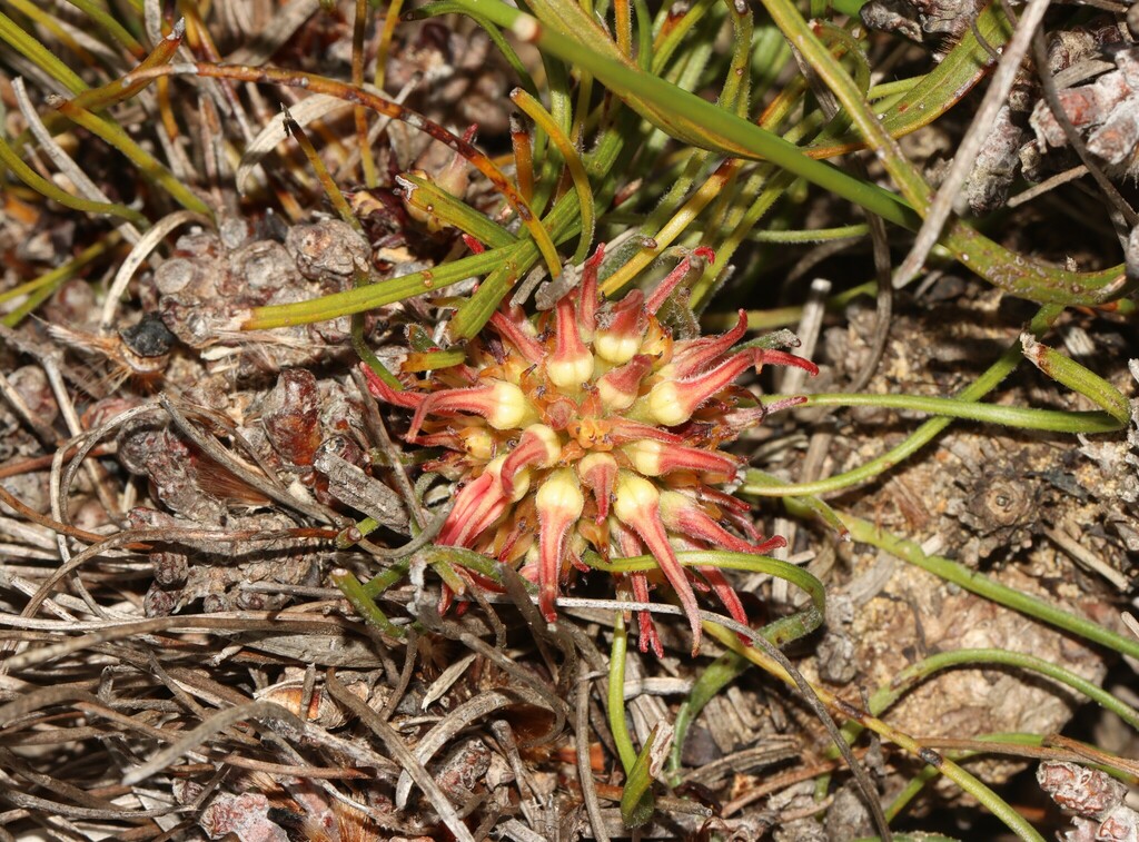 Conospermum capitatum