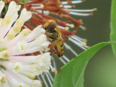 Parhelophilus laetus