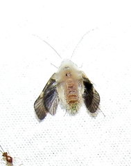 Entomophthoraceae